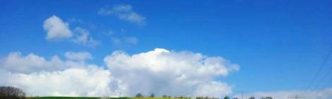 Rapsfeld (c) Dr. Eike Hoffmann