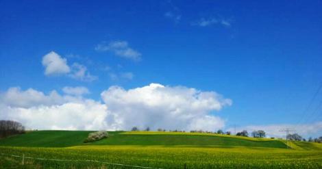 Rapsfeld (c) Dr. Eike Hoffmann