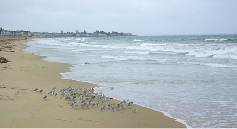 Strandläufer Maine (c) Eike Hoffmann 2009