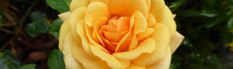 (c) Dr. Eike Hoffmann