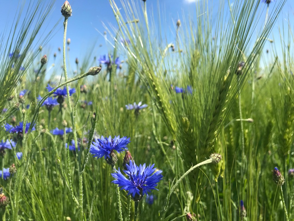 Nahaufnahme eines Roggenfeldes mit Kornblumen