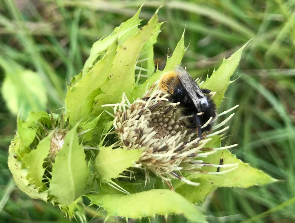 Hummel auf Distelblüte​